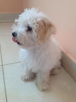 /album/bichon-bolognese/unnamed-2-jpg/